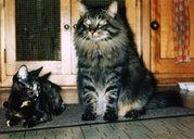 An average-sized adult female of mixed breed (left) and a brown mackerel tabby-colored adult male (right).