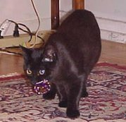 Burmese are clever and playful and many retrieve like this brown Burmese