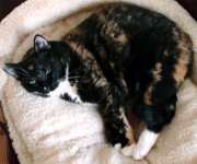 This Calico cat has black-brown-white fur and green eyes.