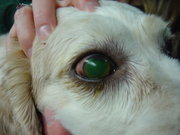 Large corneal ulcer in a dog