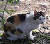 A Calico (called "Mi-ke") Japanese Bobtail cat