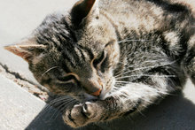 A cat grooming itself.