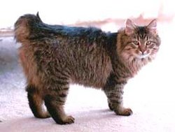 A brown tabby American bobtail.