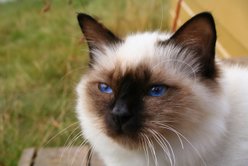 A sealpoint Birman's face