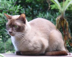 Pedigree Chocolate Burmese, "Pipmo Golden Padung"