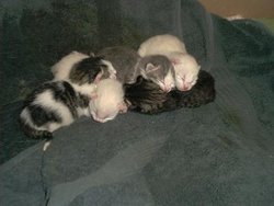 A litter of kittens