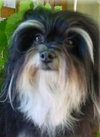 Black and tan Havanese