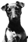 Portrait of a female Jagdterrier