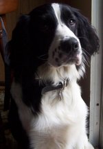 A black and white Springer.