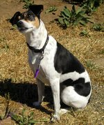 A modern Nipper namesake demonstrating His Master's Voice pose