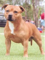Red Male