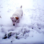 Jack Russells make excellent pets for the right  owners.
