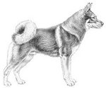 Sketch of a Jämthund
