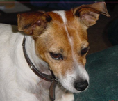 A Tan and White Mini Foxie with folded ear tips