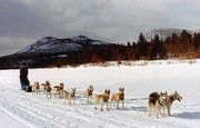 Team of Seppala Siberians