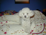 White Toy Poodle