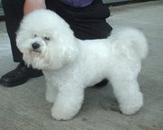 The Bichon Frisé is an example of a toy dog that requires considerable grooming.