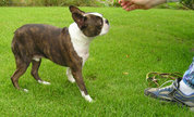 Boston Terrier getting a treat. Although not classified as toys by kennel clubs, they usually stand between only 12 and 14 inches.