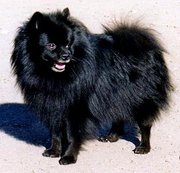 black German Spitz