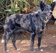 Blue Merle short coat
