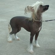 The Chinese Crested Dog is one of the more fragile toy breeds.