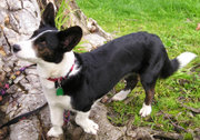 The Cardigan Corgi's tail is never docked.
