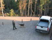  Police dog getting ready to search a vehicle for drugs.