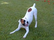 Dog language can generally be learned by humans; this dog is inviting play.