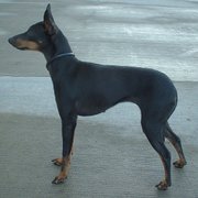 The English Toy Terrier (Black & Tan) shows yet another type of toy dog.
