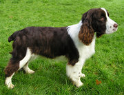 Solid liver and white coat color.