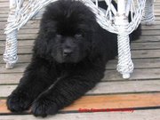 A Newfoundland puppy