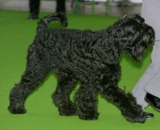 Giant Schnauzer