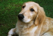 Golden Retriever female puppy.
