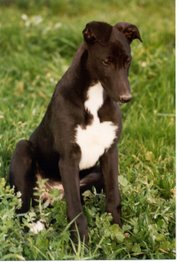 Greyhound pup