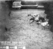 Photo finish of a Greyhound race in Tampa, Florida, USA on February 9, 1939