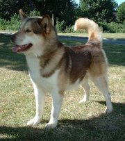 A typical sled dog breed, such as the Greenland Dog, has a very dense double coat, wide padded feet, erect ears, a curled tail, and a muscular build.