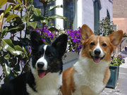 The Cardigan's ears (left) are somewhat larger than the Pembroke's.