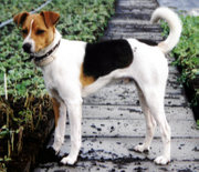 This tricoloured dog of Terrier type, possibly of mixed ancestry, exhibits several traits characteristic of Terriers, including an inherited instinct for digging.