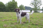 Small Munsterlander