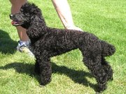 Black Miniature Poodle