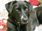 This small black mixed breed's parents could have been a Labrador Retriever and a Pomeranian—or almost anything else.