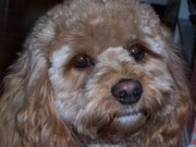 The Cockapoo results from deliberate crossbreeding.