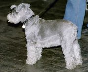 Miniature Schnauzer