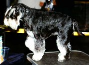 Black Miniature Schnauzer with silver markings
