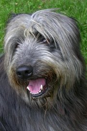 This mixed-breed might have a terrier ancestor or a long-haired breed such as a Bearded Collie—but it is impossible to know without having seen the parents.