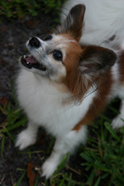  The Papillon is a very popular toy dog.
