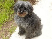 This older Toy Poodle's coat has been allowed to grow out somewhat.