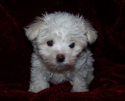 Maltese Puppy