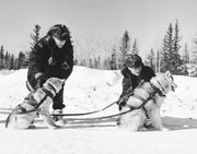 Royal Canadian Mounted Police (R.C.M.P.) hitching sled dogs into their harness