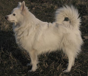 German Spitz